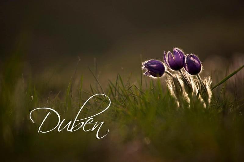 Co nás čeká v DUBNU?